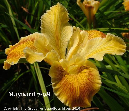 Maynard Sdg 7-98 (3)